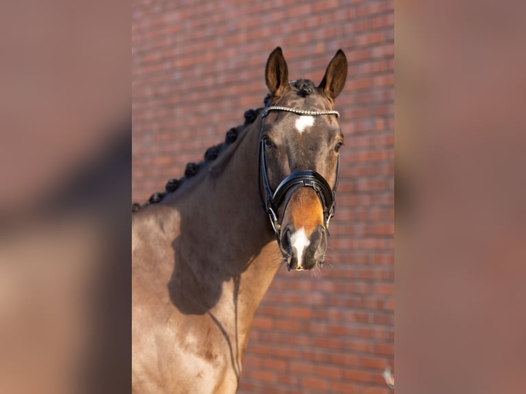 Koń oldenburski Wałach 4 lat 167 cm Ciemnogniada in Westerstede