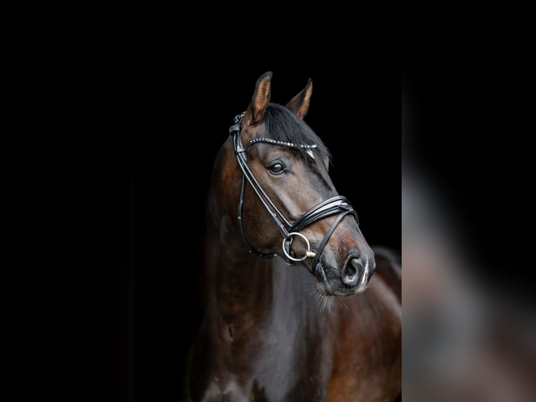 Koń oldenburski Wałach 4 lat 167 cm Gniada in Rodgau