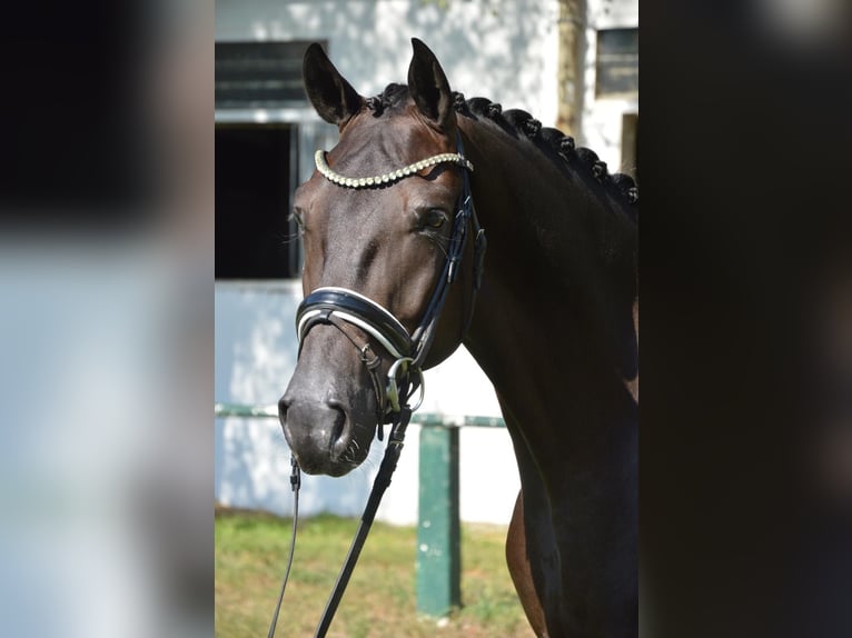 Koń oldenburski Wałach 4 lat 167 cm Kara in Burgdorf