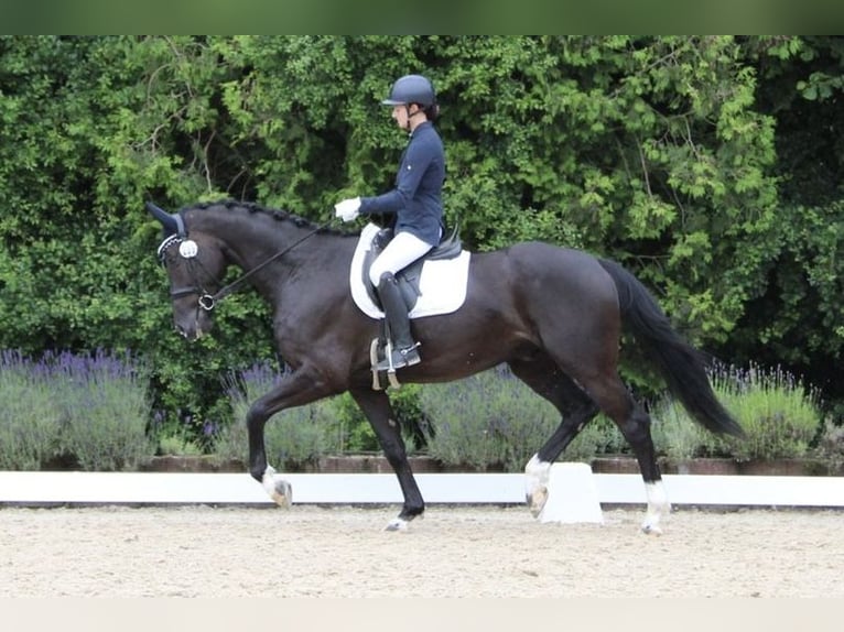 Koń oldenburski Wałach 4 lat 167 cm Kara in Niederkassel