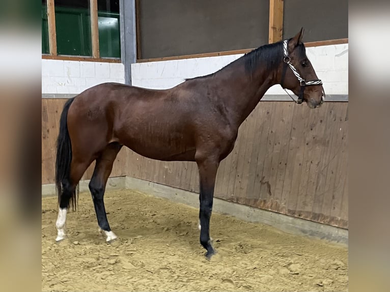 Koń oldenburski Wałach 4 lat 168 cm Gniada in Hasbergen