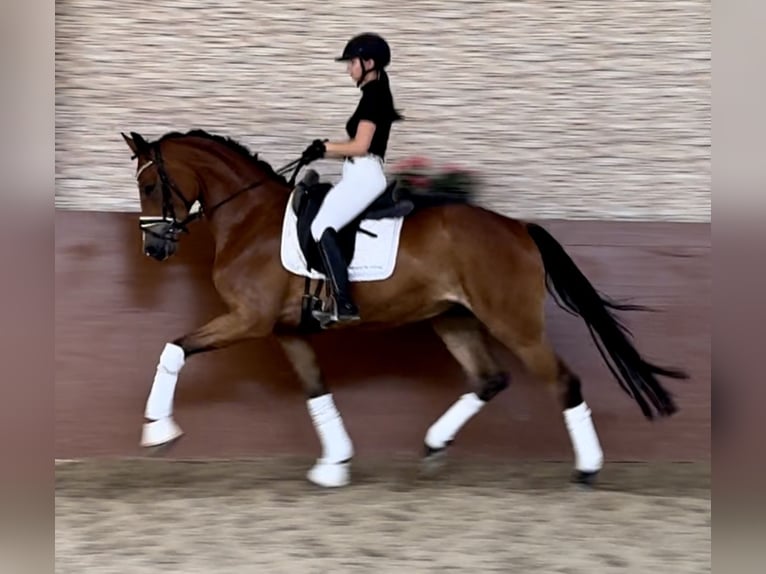 Koń oldenburski Wałach 4 lat 168 cm Gniada in Wehringen