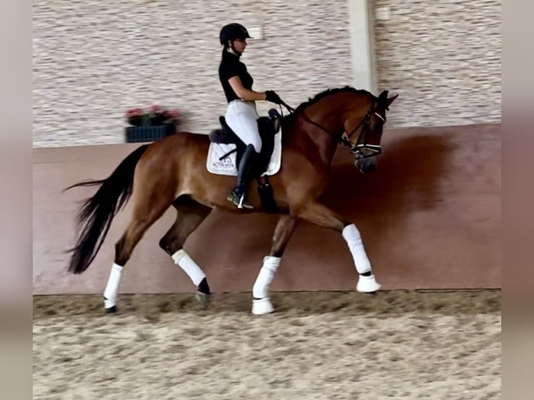 Koń oldenburski Wałach 4 lat 168 cm Gniada in Wehringen