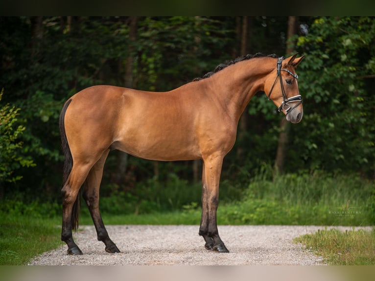 Koń oldenburski Wałach 4 lat 168 cm Gniada in Wehringen