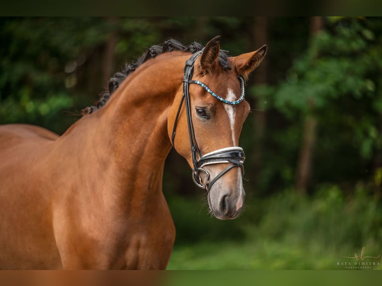 Koń oldenburski Wałach 4 lat 168 cm Gniada in Wehringen