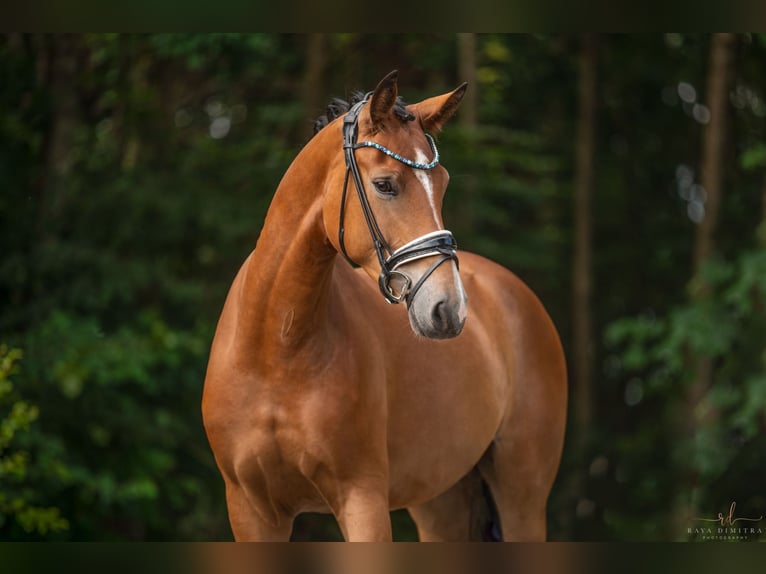 Koń oldenburski Wałach 4 lat 168 cm Gniada in Wehringen