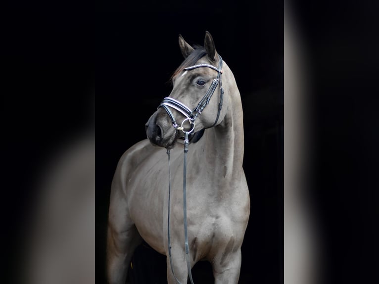 Koń oldenburski Wałach 4 lat 168 cm Kara in Herbstein