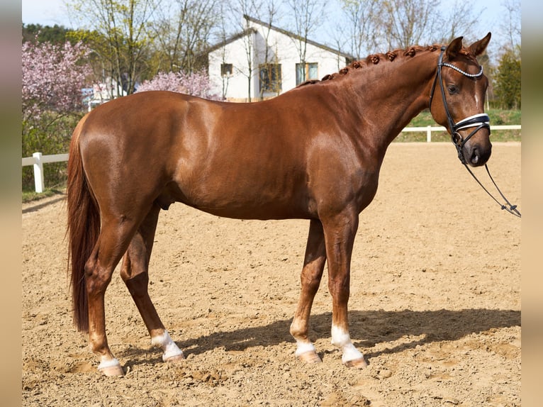 Koń oldenburski Wałach 4 lat 169 cm Ciemnokasztanowata in Phöben