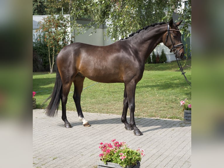 Koń oldenburski Wałach 4 lat 169 cm Gniada in Groß Kreutz