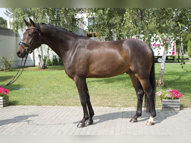 Koń oldenburski Wałach 4 lat 169 cm Gniada in Groß Kreutz