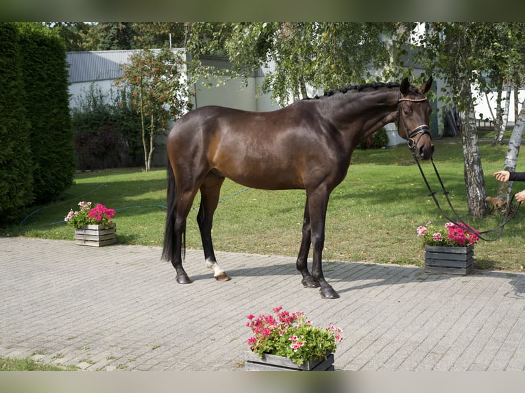 Koń oldenburski Wałach 4 lat 169 cm Gniada in Groß Kreutz