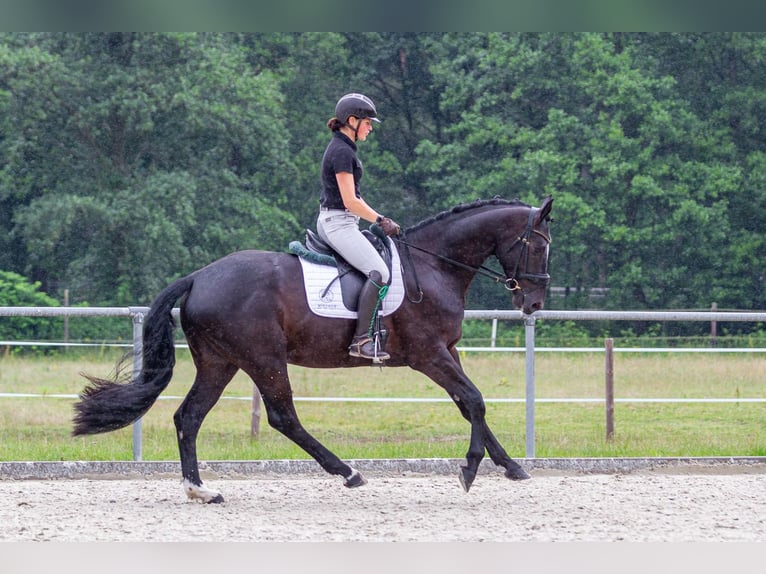 Koń oldenburski Wałach 4 lat 169 cm Kara in Friesoythe