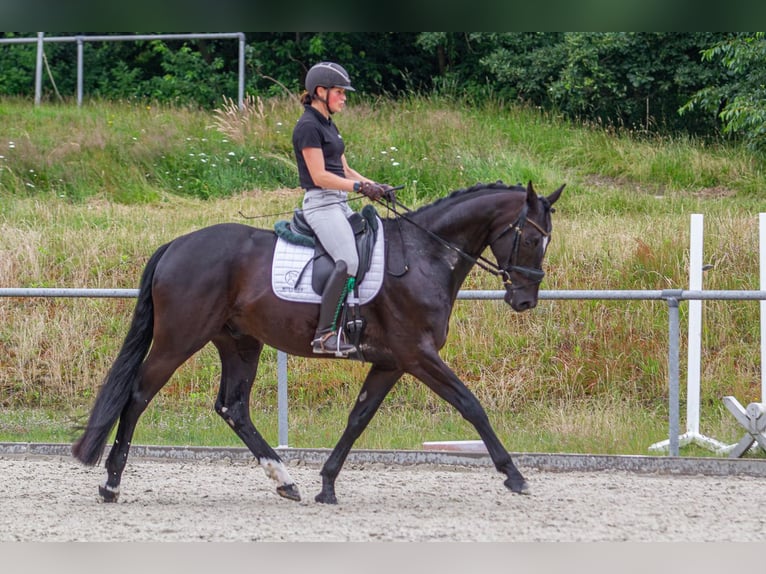 Koń oldenburski Wałach 4 lat 169 cm Kara in Friesoythe