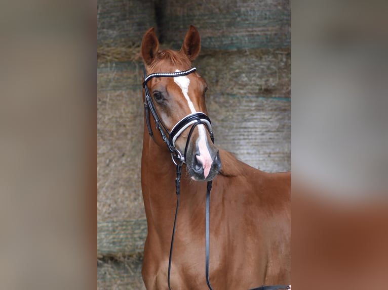 Koń oldenburski Wałach 4 lat 169 cm Kasztanowata in Herbstein