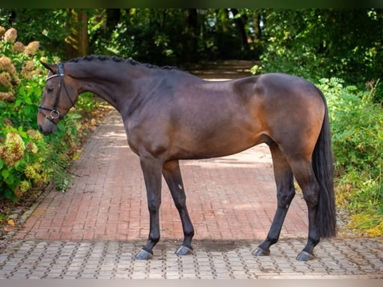 Koń oldenburski Wałach 4 lat 170 cm Ciemnogniada in Ankum