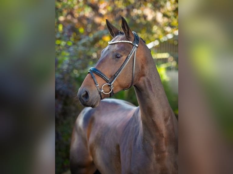 Koń oldenburski Wałach 4 lat 170 cm Ciemnogniada in Ankum