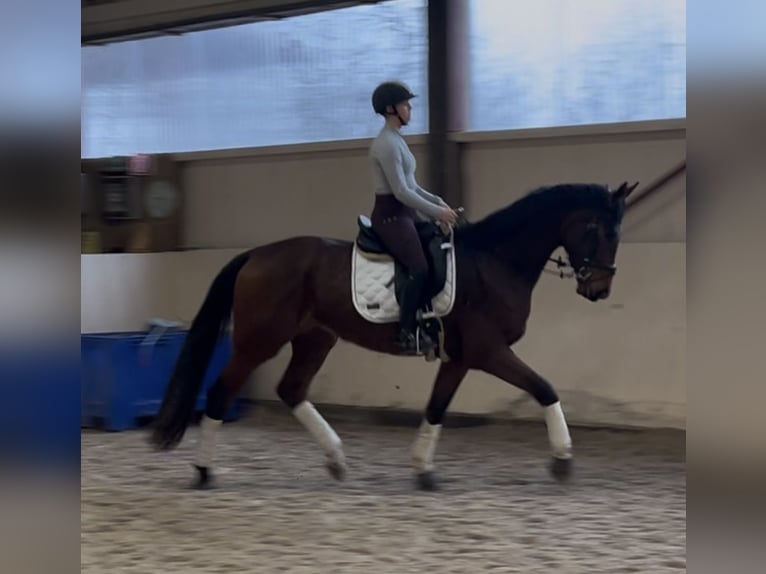 Koń oldenburski Wałach 4 lat 170 cm Ciemnogniada in GundelfingeN