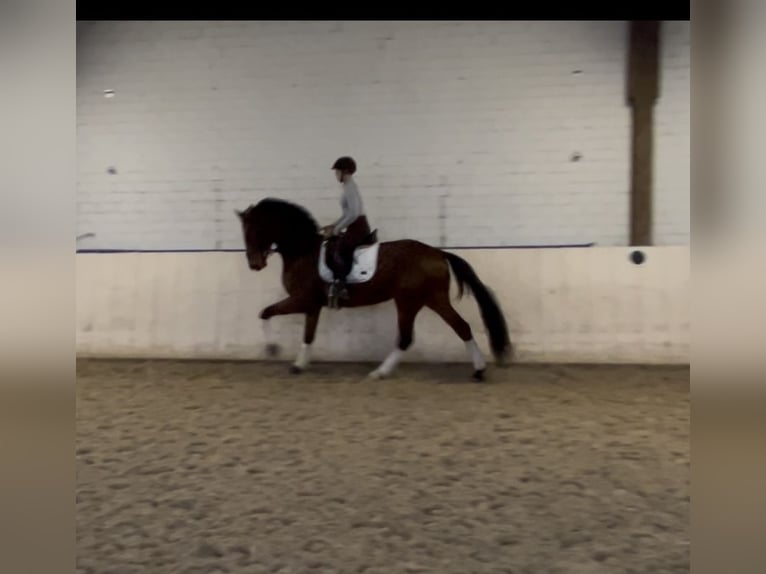 Koń oldenburski Wałach 4 lat 170 cm Ciemnogniada in GundelfingeN