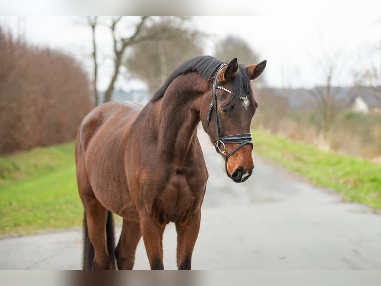 Koń oldenburski Wałach 4 lat 170 cm Gniada in KöhlenElmlohe