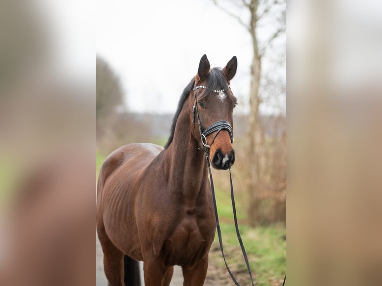 Koń oldenburski Wałach 4 lat 170 cm Gniada in KöhlenElmlohe