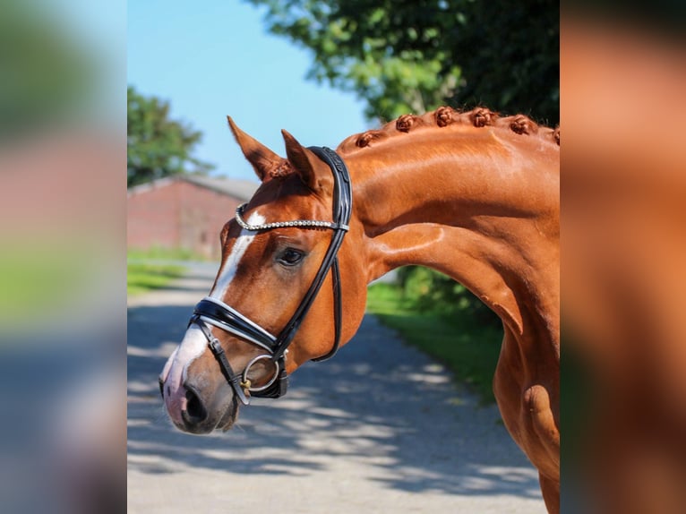 Koń oldenburski Wałach 4 lat 170 cm Kasztanowata in Wangerland Hohenkirchen