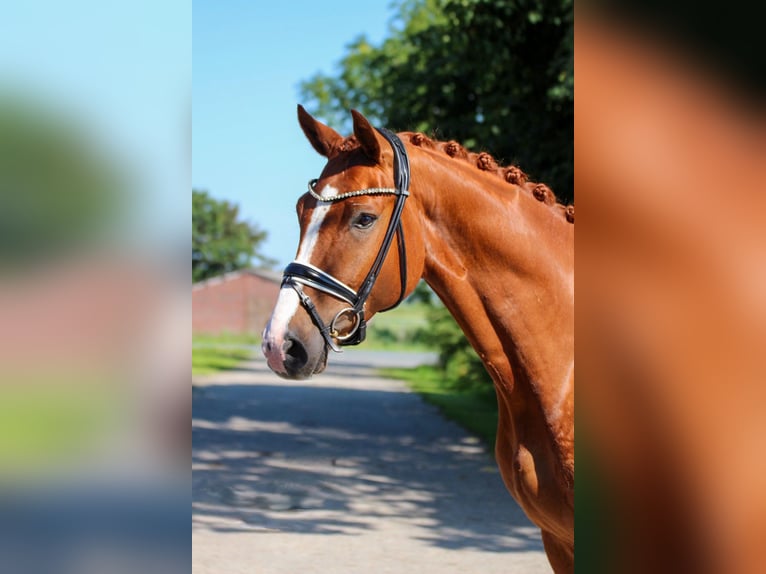 Koń oldenburski Wałach 4 lat 170 cm Kasztanowata in Wangerland Hohenkirchen