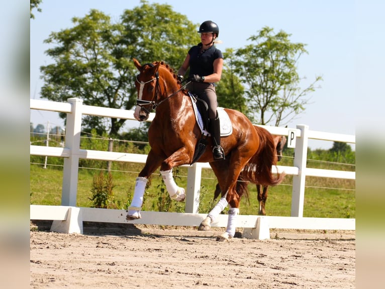 Koń oldenburski Wałach 4 lat 170 cm Kasztanowata in Wangerland Hohenkirchen