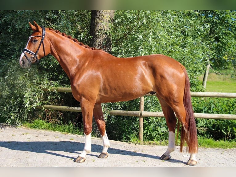 Koń oldenburski Wałach 4 lat 170 cm Kasztanowata in Wangerland Hohenkirchen