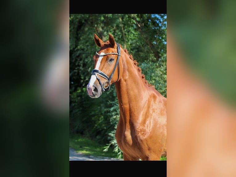 Koń oldenburski Wałach 4 lat 170 cm Kasztanowata in Wangerland Hohenkirchen