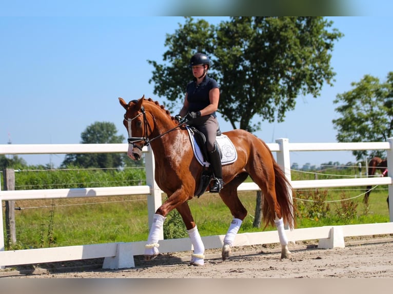 Koń oldenburski Wałach 4 lat 170 cm Kasztanowata in Wangerland Hohenkirchen