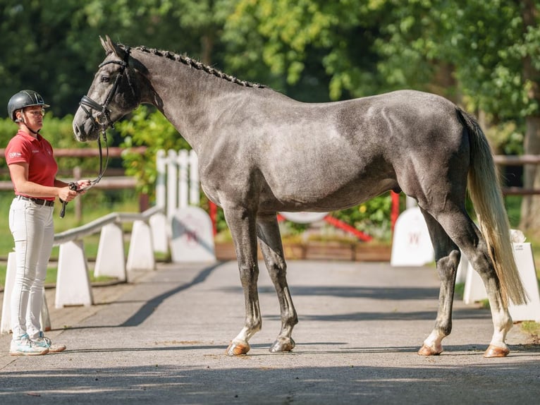 Koń oldenburski Wałach 4 lat 170 cm Siwa in Münster