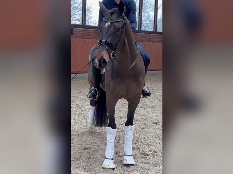 Koń oldenburski Wałach 4 lat 171 cm Ciemnogniada in Westerstede