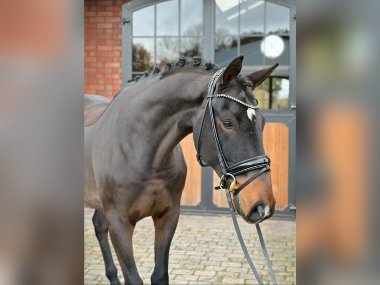 Koń oldenburski Wałach 4 lat 171 cm Ciemnogniada in Westerstede