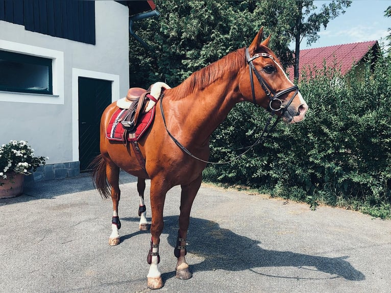 Koń oldenburski Wałach 4 lat 171 cm Gniada in Graz