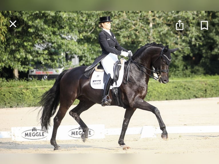 Koń oldenburski Wałach 4 lat 171 cm Gniada in Graz