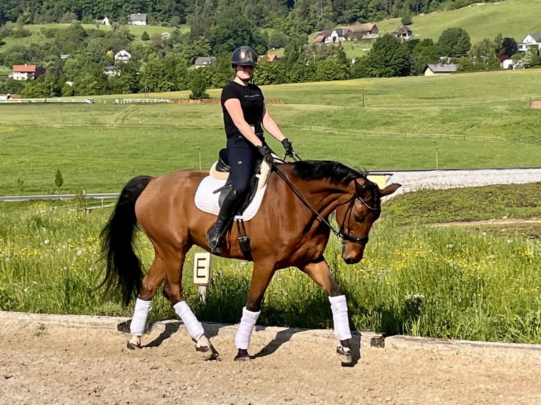 Koń oldenburski Wałach 4 lat 171 cm Gniada in Graz