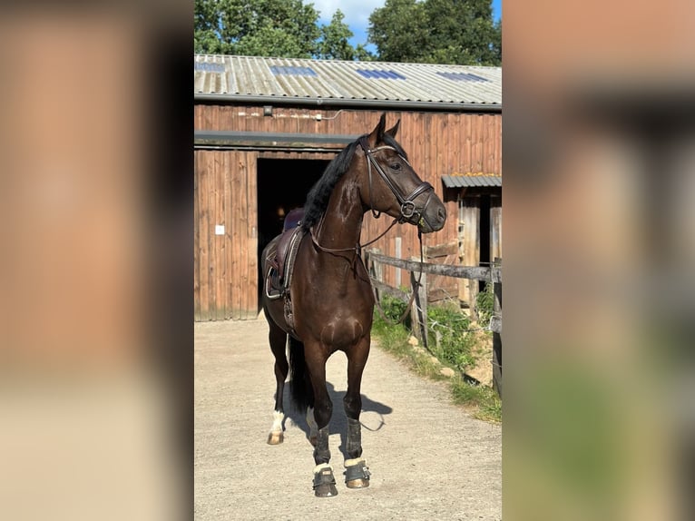 Koń oldenburski Wałach 4 lat 171 cm Kara in Bispingen