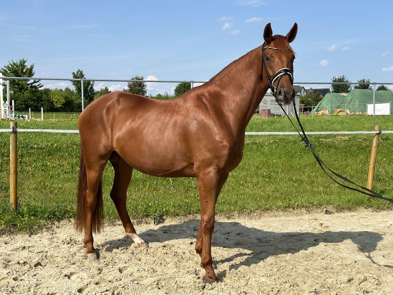 Koń oldenburski Wałach 4 lat 171 cm Kasztanowata in Salzhemmendorf