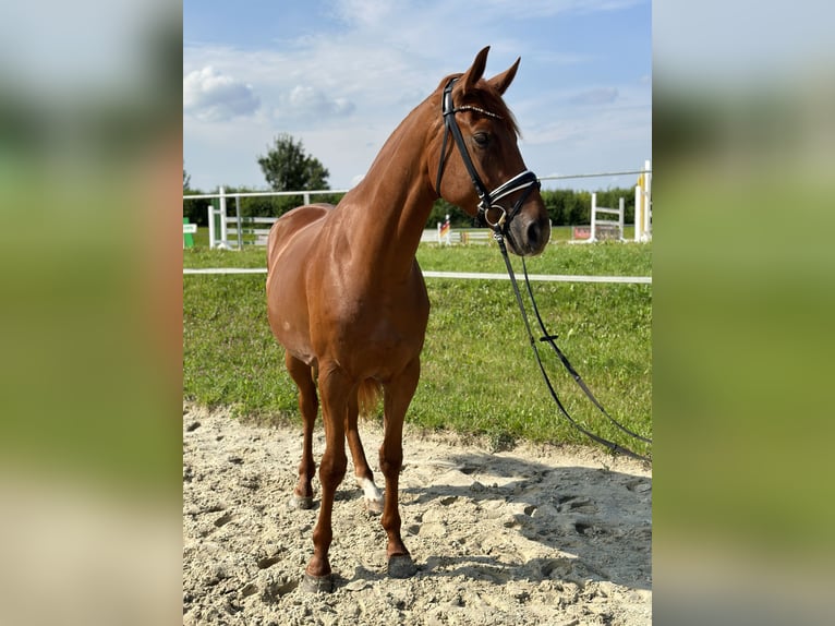 Koń oldenburski Wałach 4 lat 171 cm Kasztanowata in Salzhemmendorf