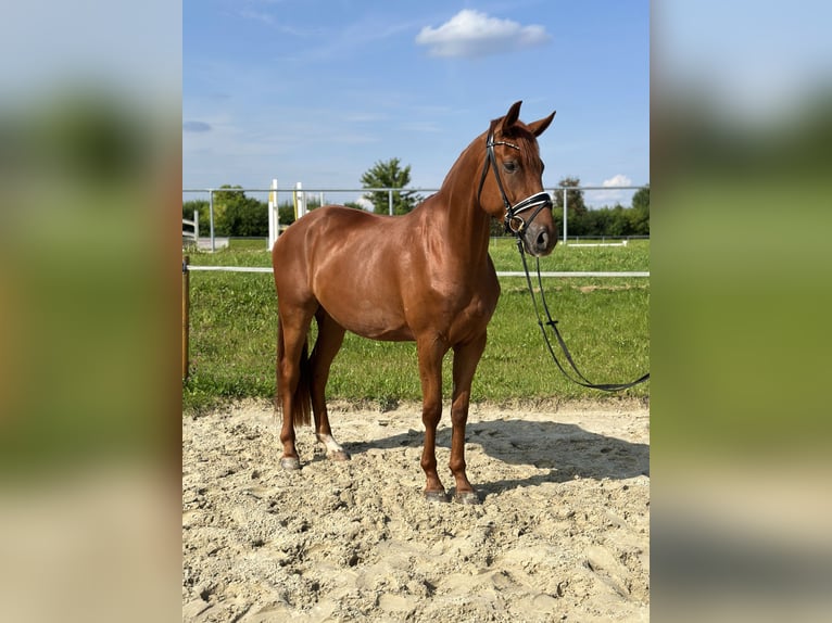 Koń oldenburski Wałach 4 lat 171 cm Kasztanowata in Salzhemmendorf