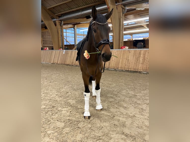 Koń oldenburski Wałach 4 lat 173 cm Gniada in GuxhagenGuxhagen