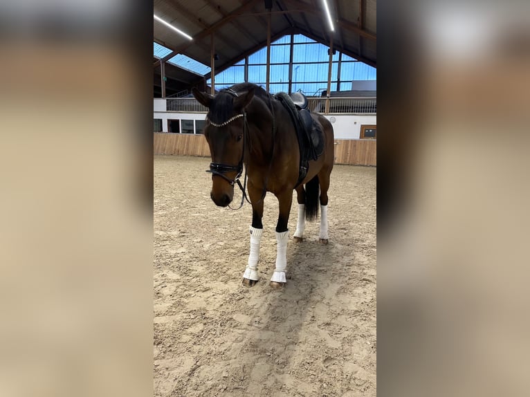 Koń oldenburski Wałach 4 lat 173 cm Gniada in GuxhagenGuxhagen