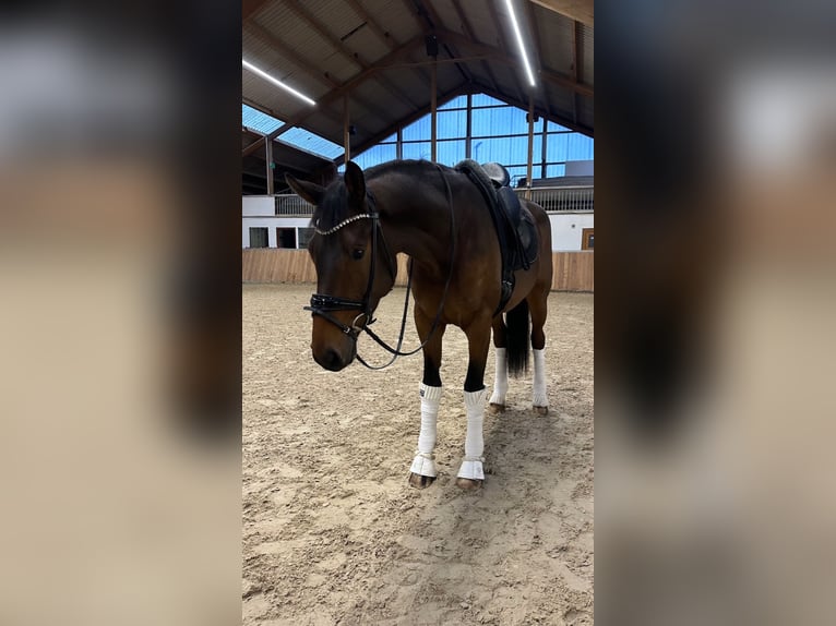 Koń oldenburski Wałach 4 lat 173 cm Gniada in GuxhagenGuxhagen