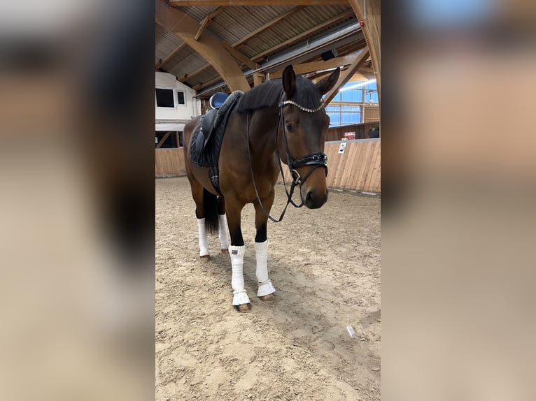 Koń oldenburski Wałach 4 lat 173 cm Gniada in GuxhagenGuxhagen