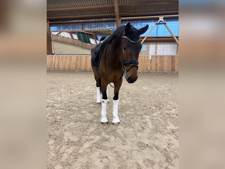 Koń oldenburski Wałach 4 lat 173 cm Gniada in GuxhagenGuxhagen