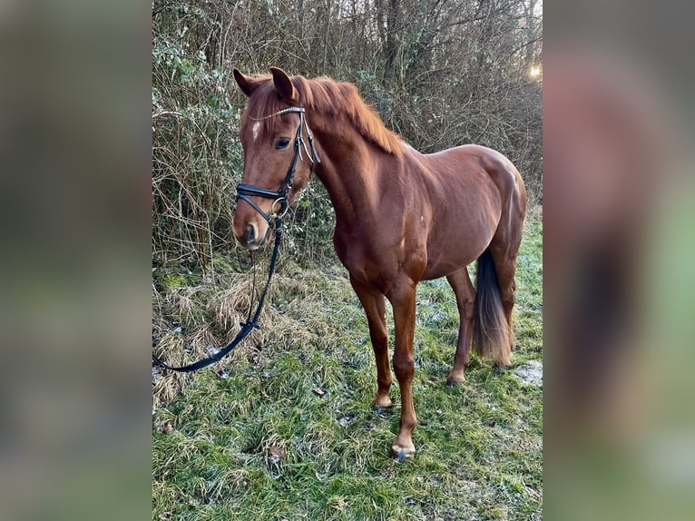 Koń oldenburski Wałach 4 lat 173 cm Kasztanowata in Pfaffenhofen Weiler