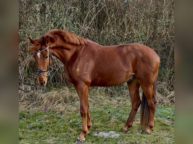 Koń oldenburski Wałach 4 lat 173 cm Kasztanowata in Pfaffenhofen Weiler