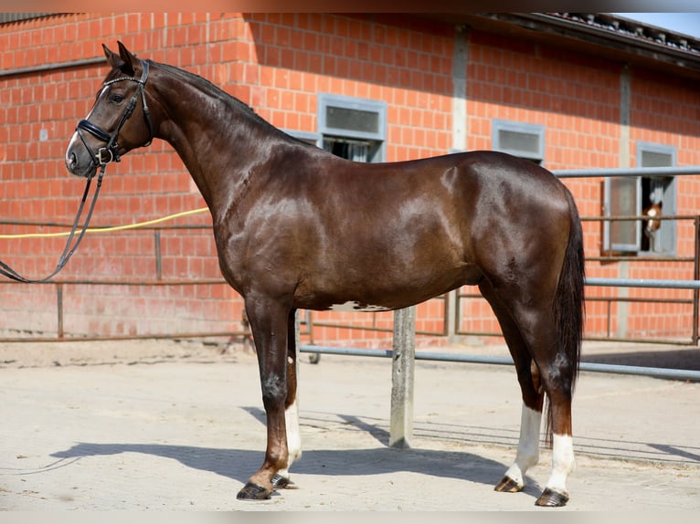 Koń oldenburski Wałach 4 lat 174 cm Ciemnokasztanowata in Lohne (Oldenburg)