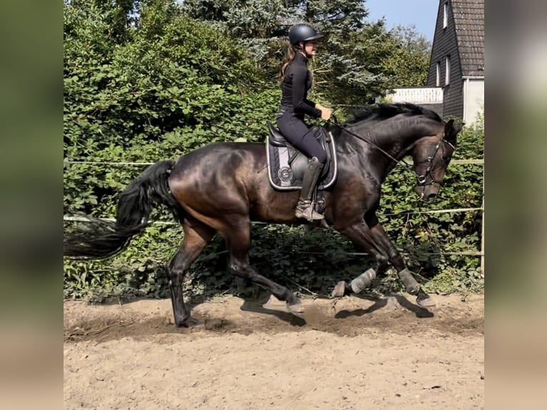 Koń oldenburski Wałach 4 lat 175 cm Ciemnogniada in Oberhausen