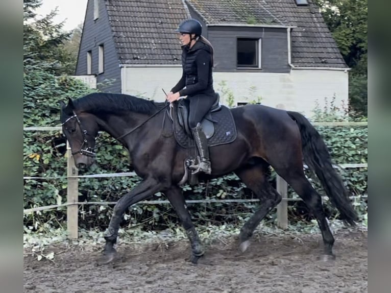 Koń oldenburski Wałach 4 lat 175 cm Ciemnogniada in Oberhausen